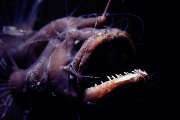 Anglerfish