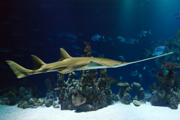 Sawfish