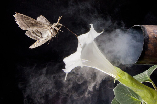 A pollinating moth
