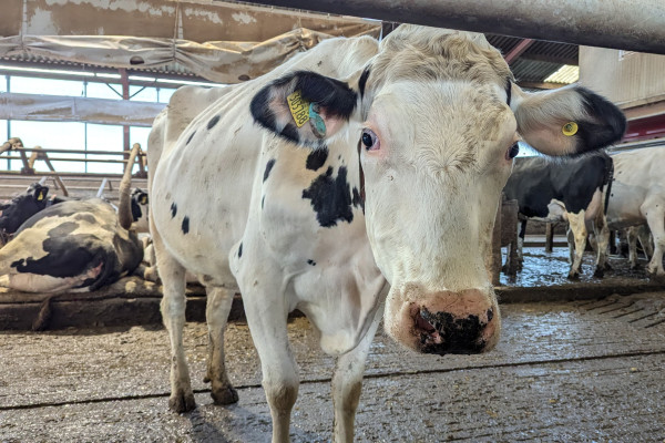 Cow with ear tracker