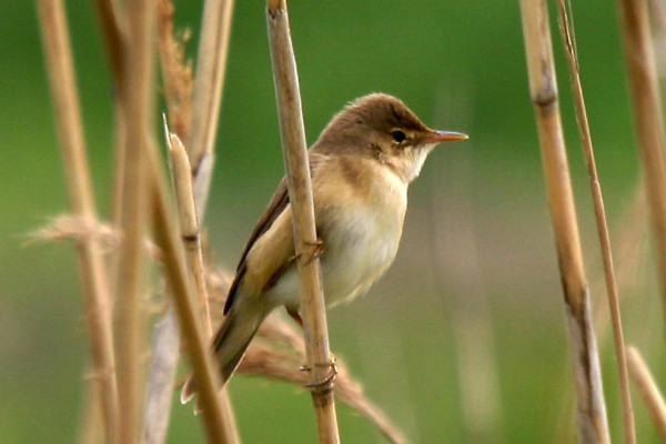 reed warbler