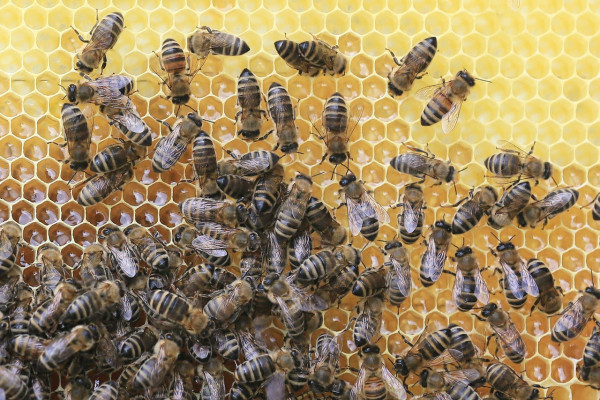 Honey bees on honeycomb