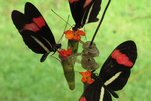 photo of Heliconius Melpomene butterflies