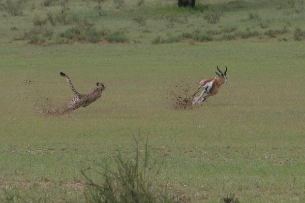 Cheetah pursuing an antelope
