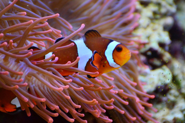 A clownfish