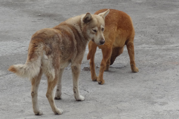 Ecuadorian dogs