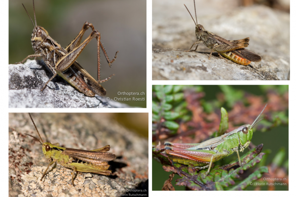 grasshopper speciesDifferent species of Chorthippus grasshopper that closely resemble each other 