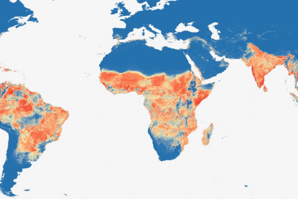 Global distribution of dengue fever cases