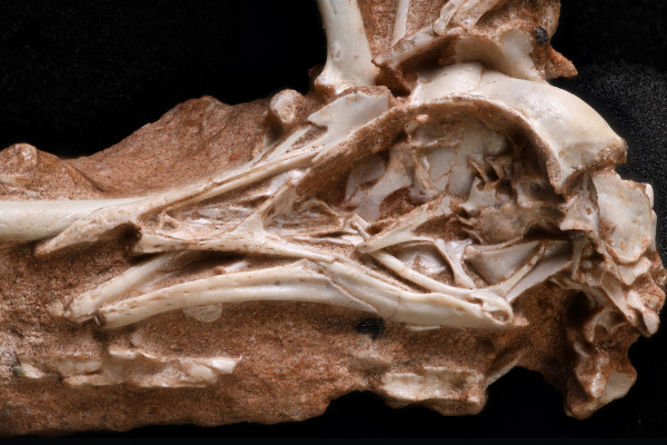 Navaornis skull