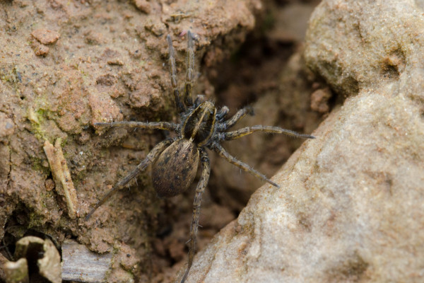 Hunting spider