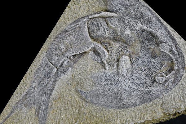 Galeaspida fossil