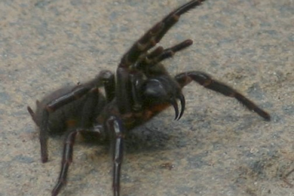 Female Sydney funnel-web Spider