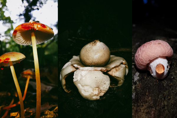 A selection of fungi from the fungi walk