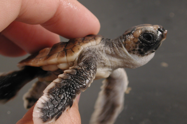 Loggerhead hatchling