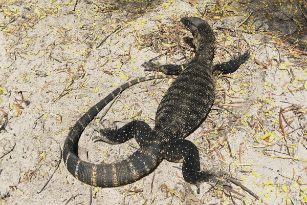 A heath goanna