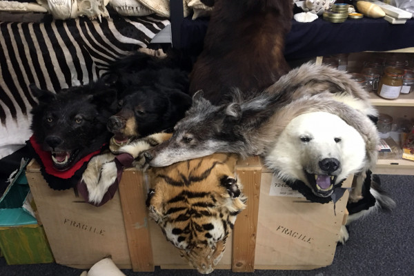 Some of the animal skins confiscated by Border Force at Heathrow