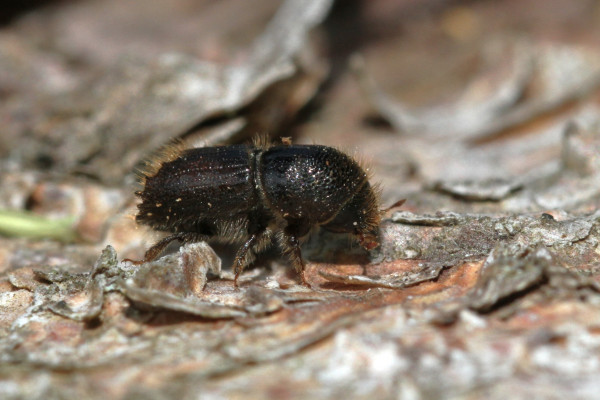 Bark beetle