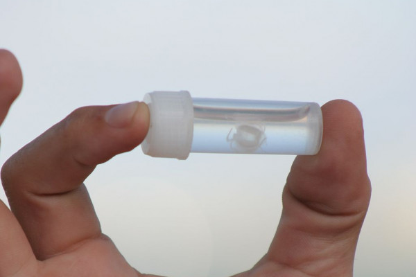 Irukandji jellyfish