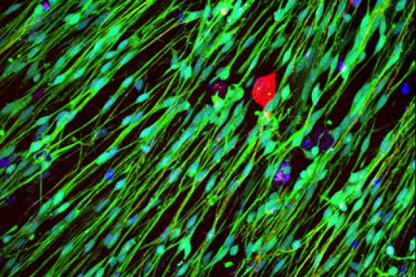engineered neural tissue