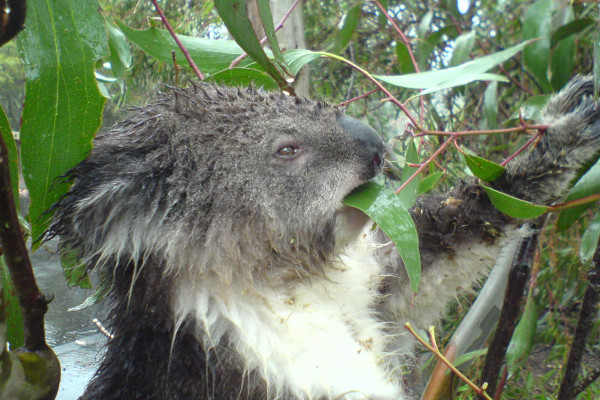 Koala eating