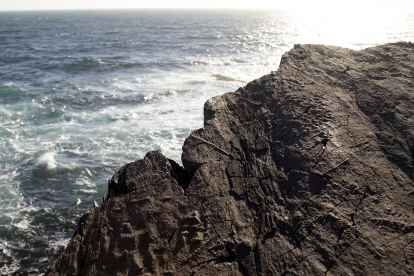 Fossils found at Mistaken Point