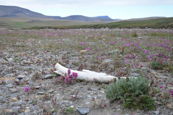 Mammoth tusk on Wrangel Island