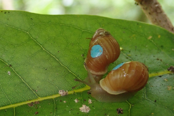 Partula snails