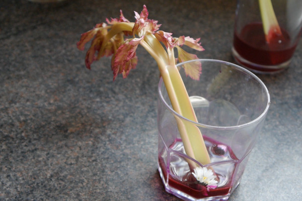 celery in food colouring solution