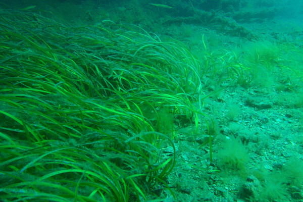 Seagrass