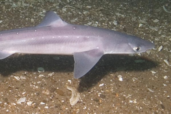 Spiny dogfish (Squalus acanthias)