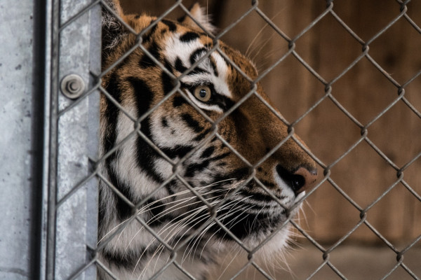 Tiger in a zoo