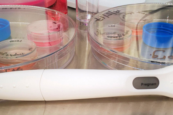 mini-placenta grown in a dish tests positive on a pregnancy test