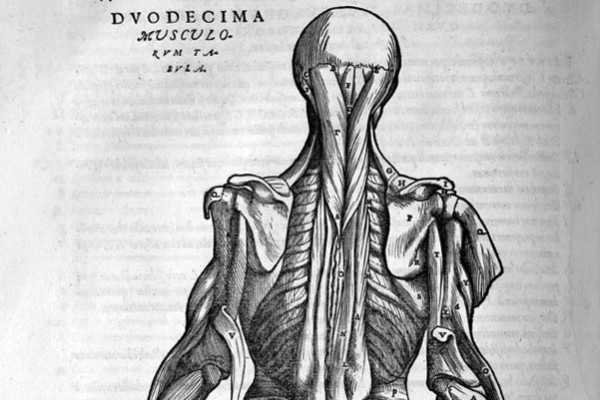 Vesalius anatomical drawing of muscles in the back
