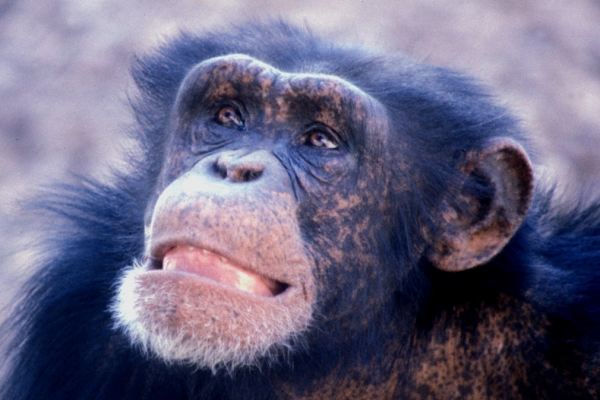 Male chimp