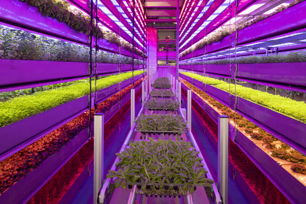 Vertical Future farm