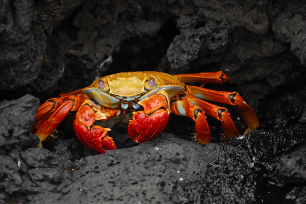 crab in rocks