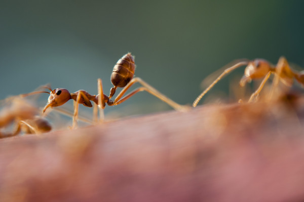 An ant walking