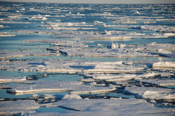 Sea ice is affected by water temperature while the Greenland ice sheet responds to atmospheric temperature rises. 