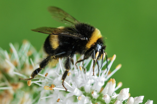 A bumblebee on a flower