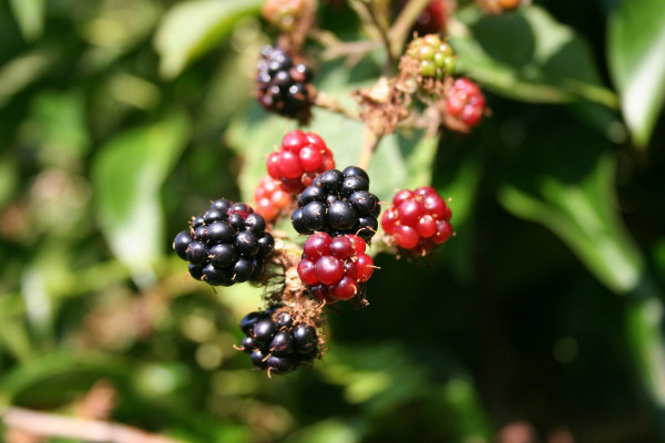 blackberries