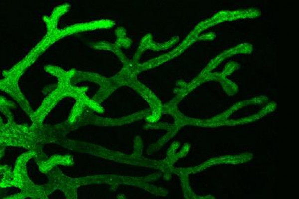 Branching pattern in tissues