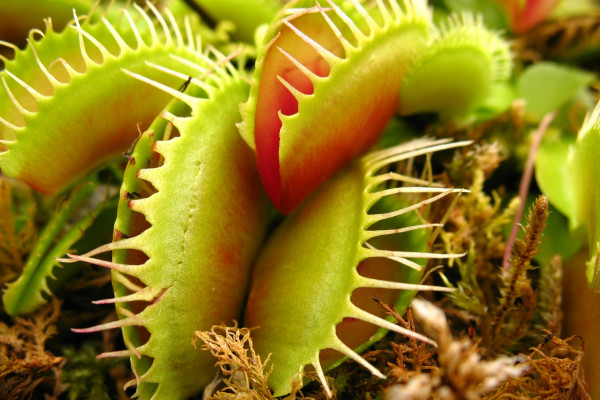 carnivorous plant 