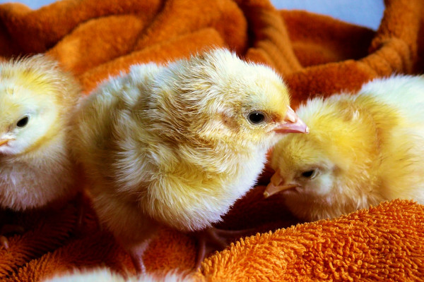 Baby chicks