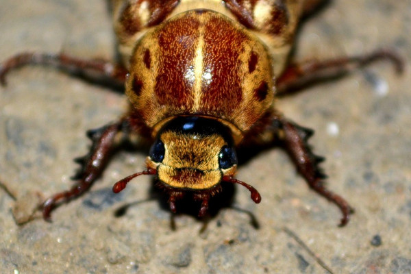 A cockroach
