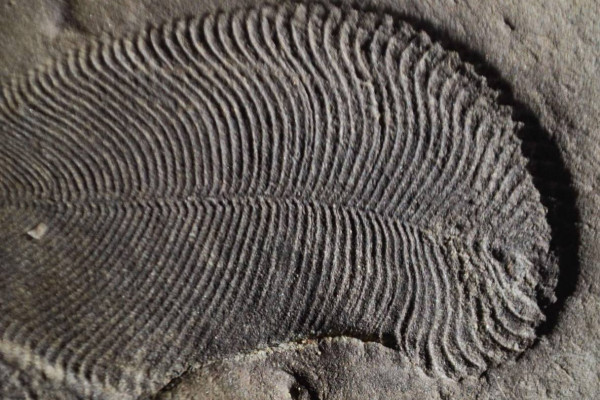 Fossil of Dinckinsonia