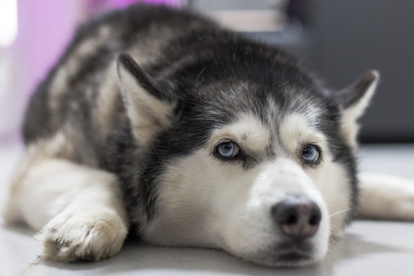 Husky Dog