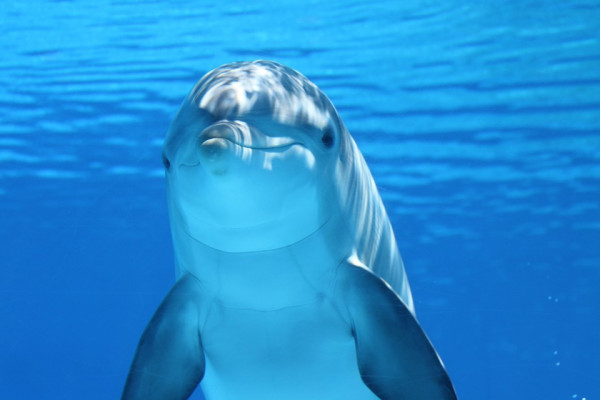 Cheeky dolphin
