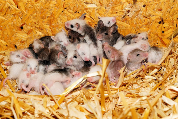 baby mice