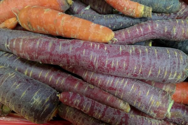 this is a picture of some orange carrots and some purple carrots