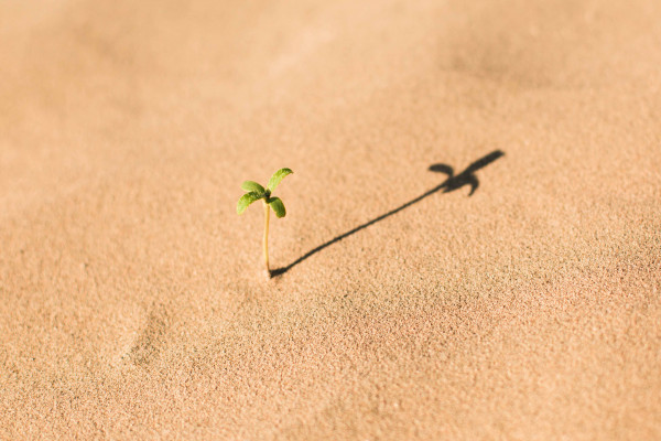 Plant shoot